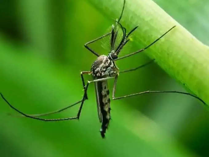 डेंग्यूचा प्रसार होण्याचा ऋतू
