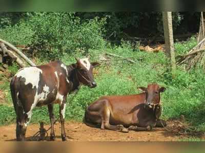 ಮಲೆನಾಡು ಗಿಡ್ಡ ಹಸು ತಳಿ ಉಳಿವಿಗೆ ಗೌರಿಗದ್ದೆ ಕಾಡಿನಲ್ಲಿ ಗೋಲೋಕ ಆರಂಭ