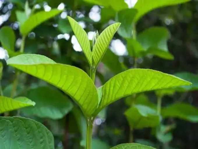 ​പ്രമേഹത്തെ തടയുന്നതിനുള്ള പ്രകൃതിദത്ത മാർഗമായി