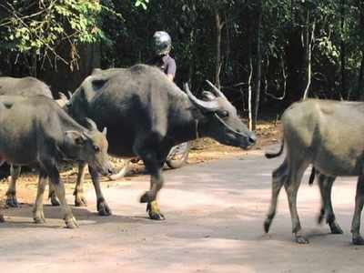 ভাল্কির জঙ্গলে মৃত ২১ মোষ ঘিরে চাঞ্চল্য