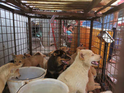 नागालैंड में कुत्ते के मांस की बिक्री और सेवन पर बैन