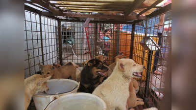 नागालैंड में कुत्ते के मांस की बिक्री और सेवन पर बैन