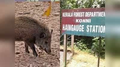 കാട്ടുപന്നികളെ വെടിവെക്കാൻ ഇവർക്ക് മാത്രം അനുമതി! പത്തനംതിട്ടയിൽ പാനൽ തയാറാക്കുന്നു