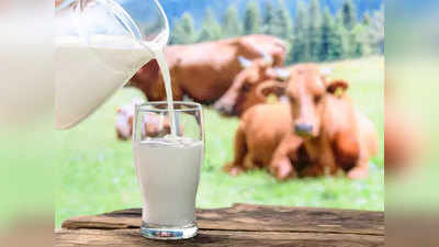 Brucellosis: कच्चा दूध पीने से होती है ब्रूसेलोसिस, जानें क्या बला है यह
