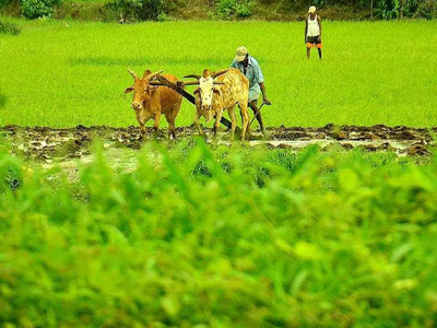 ಮುಂಗಾರು ಚುರುಕು, ರೈತರಲ್ಲಿ ಹೆಚ್ಚಿದ ಕೃಷಿ ಹುರುಪು