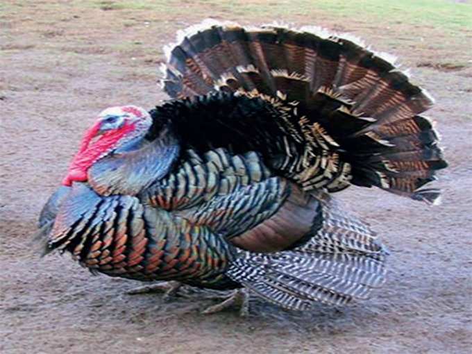 ಟರ್ಕಿ ಕೋಳಿ; ಲಾಭ ಭರ್ಜರಿ