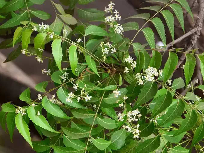 ​ಬೇವಿನ ಫೇಸ್ ಟೋನರ್