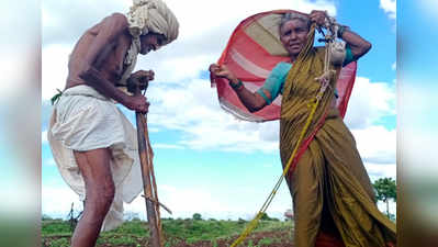 Solapur: ८० वर्षीय वृद्धावर पत्नीच्या मदतीनं दुबार पेरणीची वेळ; महाराष्ट्र हळहळला