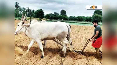 রাজনীতি নোংরা হয়ে গিয়েছে, চাষবাসেই ফিরে গেলেন MLA!