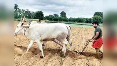 राजनीति हुई खराब! खेती में जुट गए कर्नाटक के पूर्व MLA के मंजुनाथ