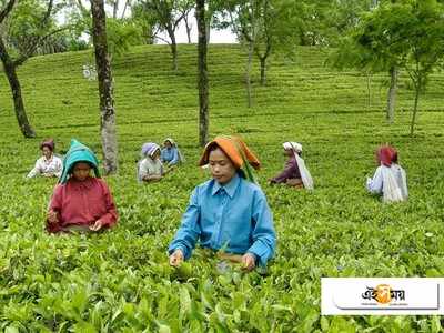 মুখ্যমন্ত্রীর হস্তক্ষেপে আশার আলো ডুয়ার্সের বন্ধ চা-বাগানে