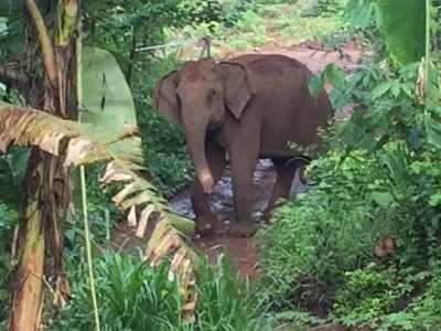 വയറ്റിൽ വ്രണവുമായി കാട്ടാന ജനവാസമേഖലയില്‍