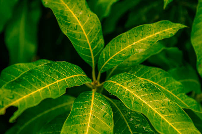 ಮಾವಿನ ಎಲೆಯ ಪಾನೀಯ ತಯಾರಿ ಹೇಗೆ?