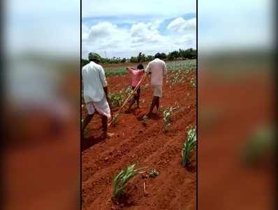 ಮಕ್ಕಳ ಹೆಗಲಿಗೆ ನೊಗವೇರಿಸಿ ಉಳುಮೆ, ಬಿತ್ತನೆ ಕಾರ್ಯಕ್ಕೆ ತಂದೆಗೆ ಸಾಥ್‌ ನೀಡಿದ ಪುತ್ರರು