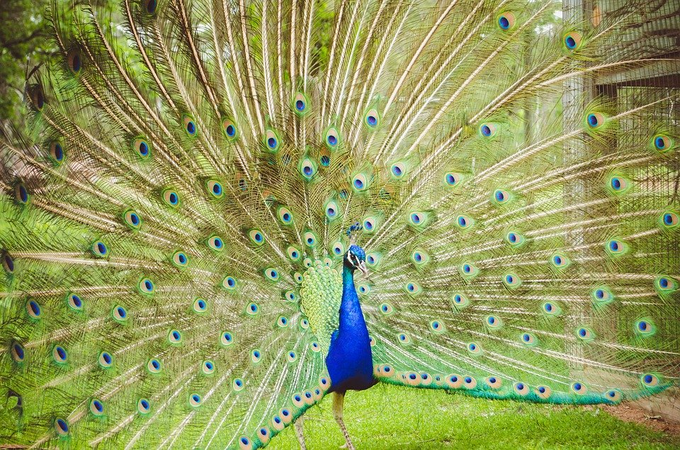 Peacock In Dream