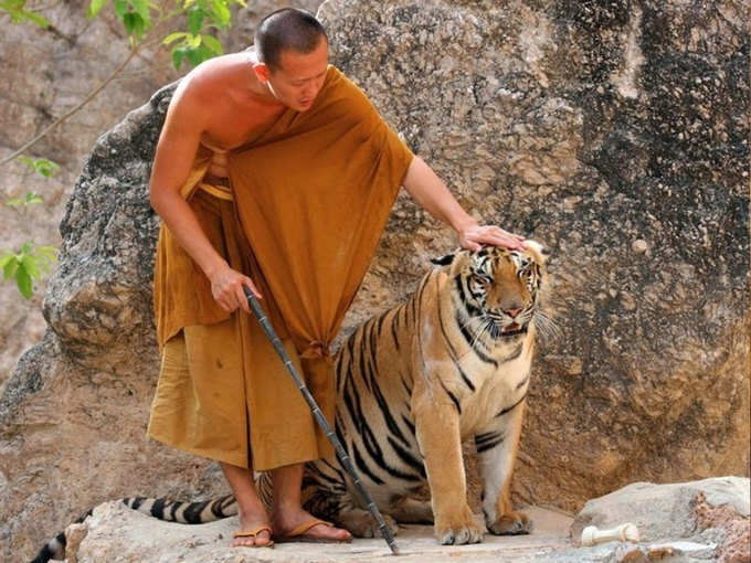 ​थायलँडमध्ये नेमके कुठे आहे वाघाचे मंदिर?
