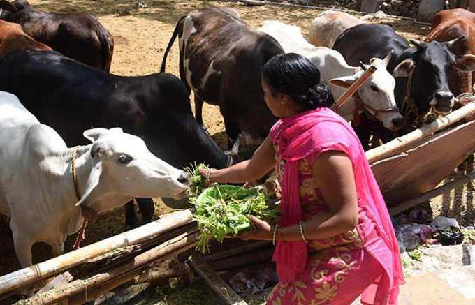 ​ఆవును ఆరాధించాలి..