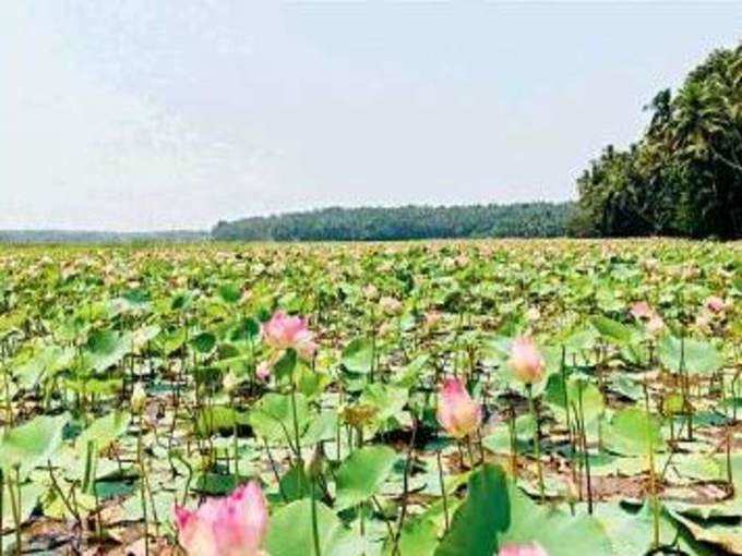 താമരയിതള്‍ വെള്ളം ബീജാരോഗ്യത്തിന്