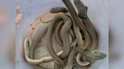 फतेहपुर: घर की खुदाई में निकले 2 दर्जन कोबरा सांप
