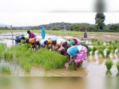 ಬಂಜರು ಭೂಮಿ ಲಕಲಕ