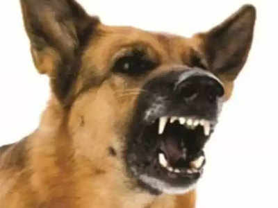 Dog Bite: कुत्र्याने तोडला गालाचा लचका; पुढचे ४ तास काय घडलं पाहा