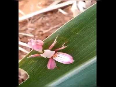 ಸುಂದರ ಆರ್ಕಿಡ್‌ ಹೂ ರೀತಿ ಕಾಣುತ್ತದೆ... ಆದರೆ, ಖಂಡಿತಾ ಇದು ಹೂವಲ್ಲ...!