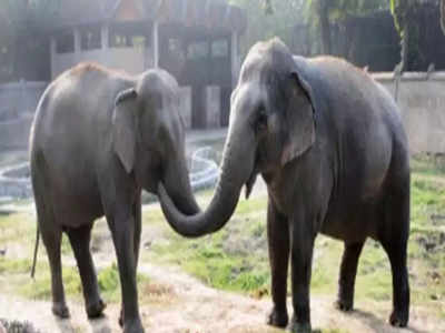 झारखंड: बेतला नेशनल पार्क में मरा मिला हाथी, मचा हड़कंप
