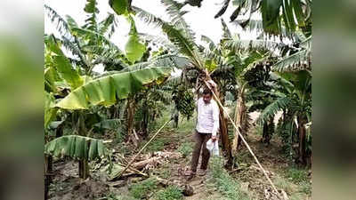 हापुड़ः बीकॉम की डिग्री, किसानी बना करियर, केले की खेती से दोगुना मुनाफा उठा रहा युवा किसान