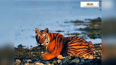 অসমে বন্যা: ভেসে যাওয়া কাজিরাঙায় ছাগলের কাছে আশ্রয় নিল বাঘ!