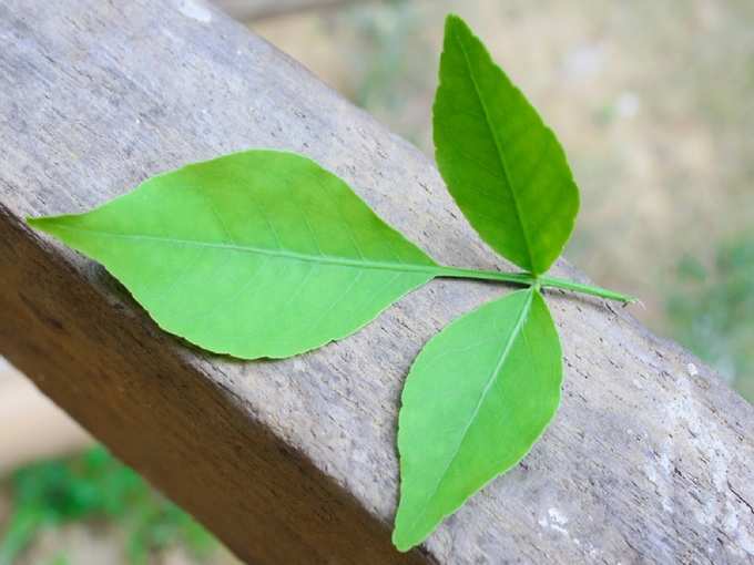 ​या दिवशी तोडू नयेत बिल्वपत्रे