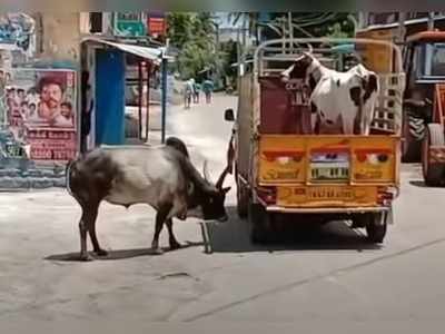 మళ్లీ కలిసిన ఆవు, ఎద్దు.. ‘మధుర’ ప్రేమకథ