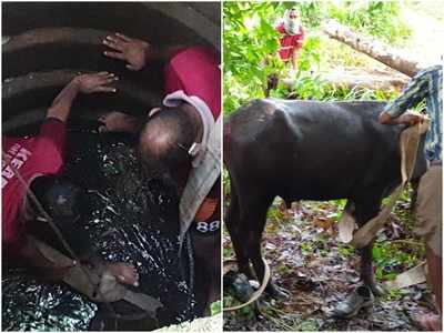 ആൾമറയില്ലാത്ത കിണറ്റിൽ വീണ പോത്തിനെ രക്ഷിച്ചത് അതിസാഹസികമായി; സംഭവം നിലമ്പൂരിൽ!!