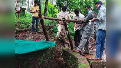 Leopard बिबट्या विहिरीत पडलाच कसा?; त्या घटनेची होणार चौकशी