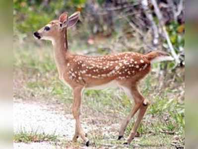 மானைக் கொன்றுவிட்டு, மாயமானவருக்கு வனத்துறை வலைவீச்சு!