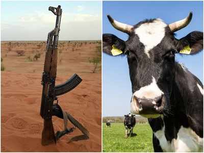 AK-47 के बदले डाकुओं को गाय, इस देश की अनोखी योजना