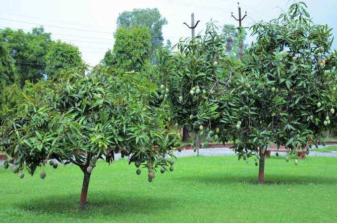 अब अरुणिका एवं अम्बिका हुई विकसित