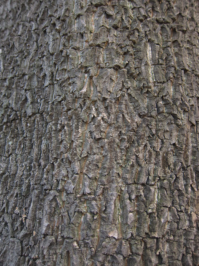 Paale Tree