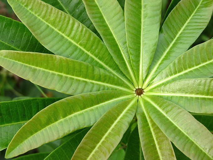 Paale Tree Leaf