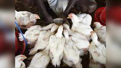 coronavirus : करोनामुळे शेकडो कोंबड्या मेल्याची अफवा; मुंबईकर हादरले