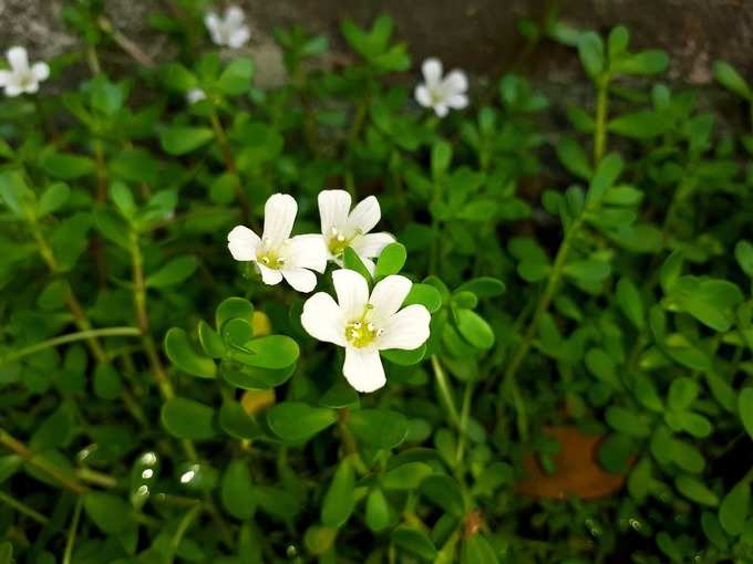 ​ചിറ്റമൃത്, ബ്രഹ്മി