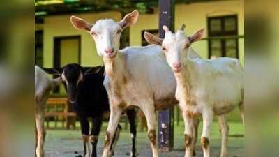 पुणे: कोरोना लॉकडाउन ने बढ़ा दी मटन की डिमांड, चोर ले उड़े 19 बकरे