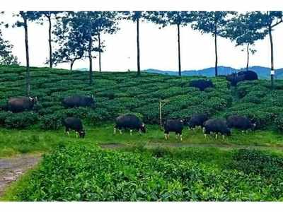 പാവങ്ങളുടെ ഊട്ടിയില്‍ കാഴ്ച വിരുന്ന്; സിംഹവാലനും കാട്ടുപോത്തും കാട്ടാനകളും...  തോട്ടം തൊഴിലാളികള്‍ ഭീതിയില്‍!