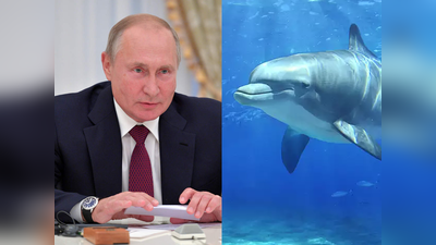रूस ने बनाई किलर डॉल्फिन मछलियों की सेना, सीरिया में मचा रहीं तबाही