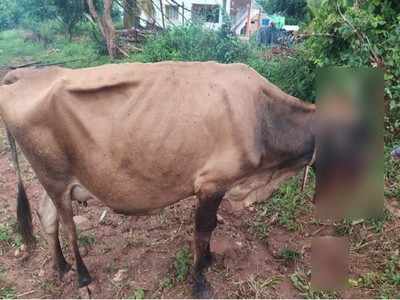 കാട്ടു പന്നിയ്ക്ക് വെച്ച സ്‌ഫോടക വസ്തു അബദ്ധത്തില്‍ കഴിച്ച് വായ് തകര്‍ന്ന പശു ചത്തു