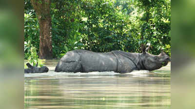असम में बाढ़ के चलते 116 जानवरों की मौत, मेघालय भी बेहाल