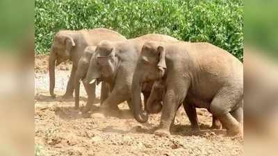 ಕಾಡಾನೆ ದಾಳಿಗೆ ಕಂಗಾಲಾದ ಕೃಷಿಕ: ಕಾಫಿ, ಅಡಿಕೆ, ಬಾಳೆ, ಭತ್ತ ಉಳಿಸಿಕೊಳ್ಳೋದೇ ಕಷ್ಟ..!