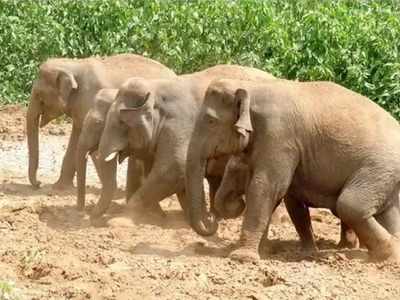 ಕಾಡಾನೆ ದಾಳಿಗೆ ಕಂಗಾಲಾದ ಕೃಷಿಕ: ಕಾಫಿ, ಅಡಿಕೆ, ಬಾಳೆ, ಭತ್ತ ಉಳಿಸಿಕೊಳ್ಳೋದೇ ಕಷ್ಟ..!