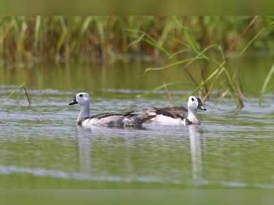 लेसर फ्लेमिंगो, काणूक पक्ष्यांनी गजबजला परिसर