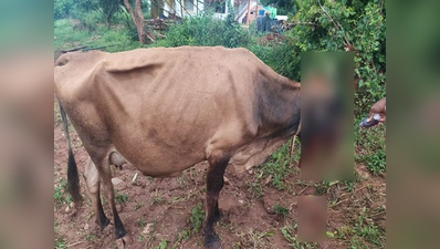 नहीं थम रही जानवरों से क्रूरता, गाय ने गलती से खा लिया विस्फोटक, इलाज के दौरान हुई मौत