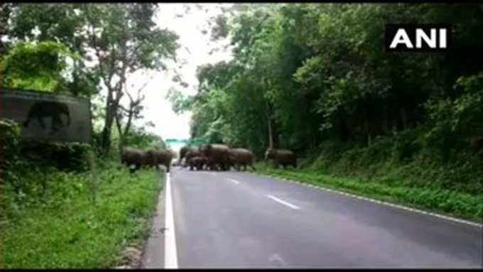 सड़क पार करते दिखे हाथी